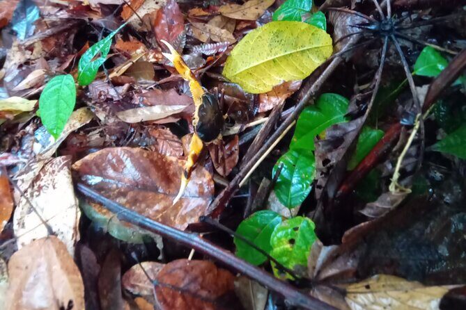 Private Dominica Tour to Trafalgar Falls &Titou Gorge via Minibus - Final Thoughts