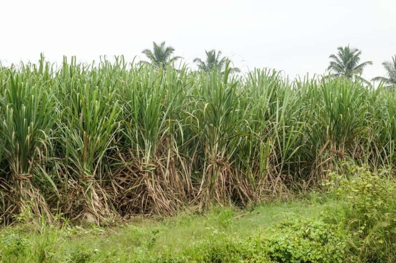 Private: Dominican Countryside Buggy Adventure - Exploring the Dominican Countryside by Dune Buggy