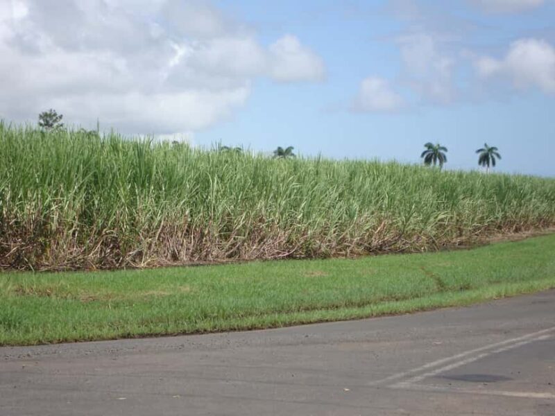 Private: Dominican Countryside Buggy Adventure - Practical Details and What’s Included