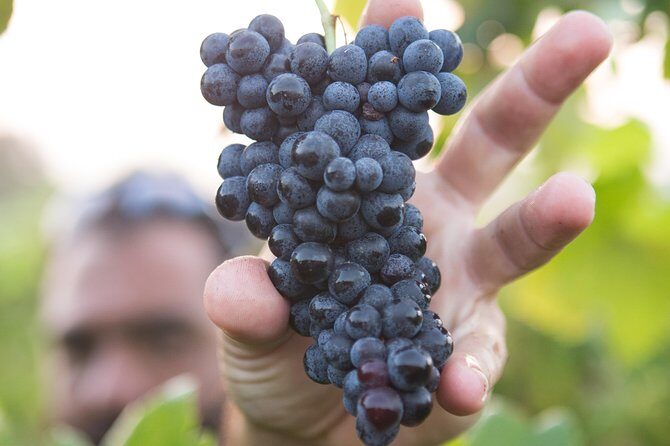 Private Douro Valley - Senses Experiences - FAQs