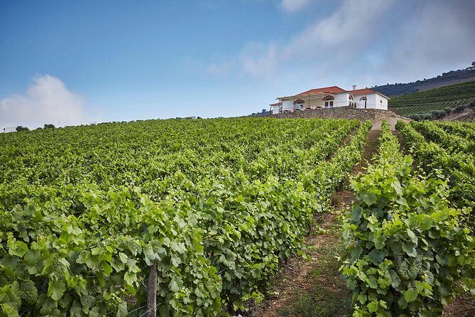 Private Douro Valley visit to three vineyards with Lunch from Porto - Frequently Asked Questions