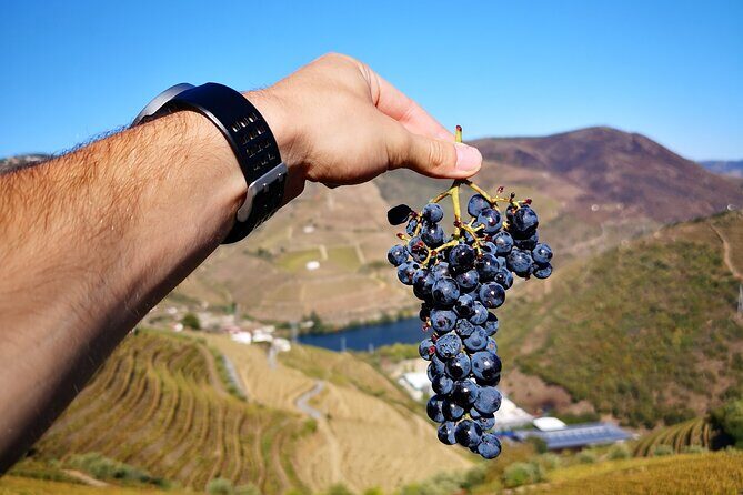 Private Douro Valley Wine Tour + Lunch and Boat Cruise - A Scenic Boat Ride on the Douro River