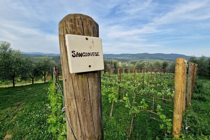 Private driver Florence Wine Tour countryside of Tuscany 7 hours - A Full Breakdown of the Tuscany Private Wine Tour