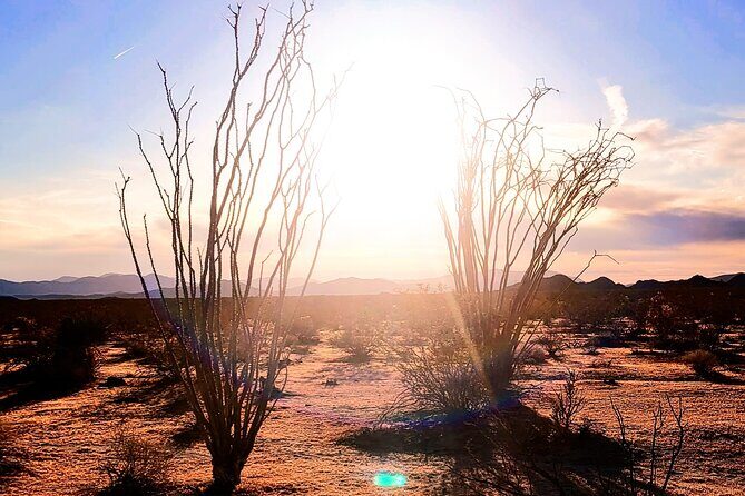 Private Driving and Hiking Tour in Joshua Tree National Park - A Deep Dive into Your Joshua Tree Experience