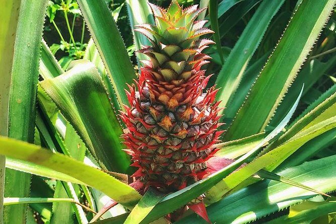 Private Dudhsagar waterfalls & Spice Plantation with Lunch from Mormugao Port - Who Should Consider This Tour?