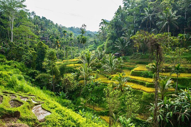 Private East Bali Highlights Tour with Customizable Itinerary - Discover the Best of East Bali: Private Highlights Tour with Customizable Itinerary