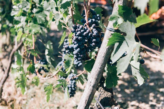 Private Ebike Tour in Chianti - Key Points