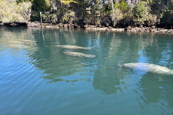 Private Eco Tour in Kings Bay Crystal River Florida - FAQs