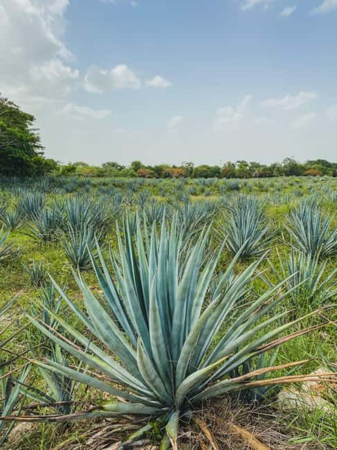 Private Ek Balam ruins, Tequila Distillery & Valladolid Tour - The Sum Up