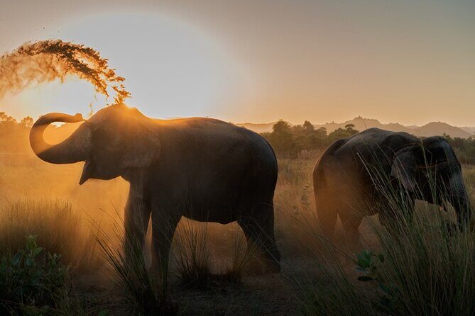 Private Elephant Sanctuary - Discovering the Private Elephant Sanctuary in Jaipur