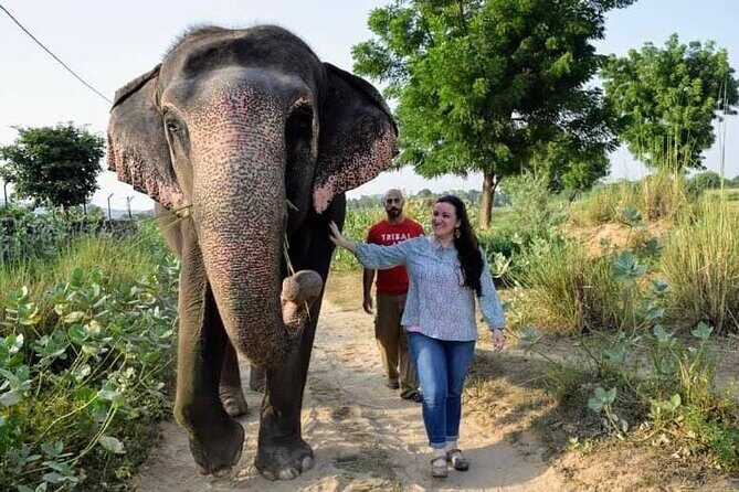 Private Elephant Sanctuary - An In-Depth Look at the Elephant Sanctuary Experience