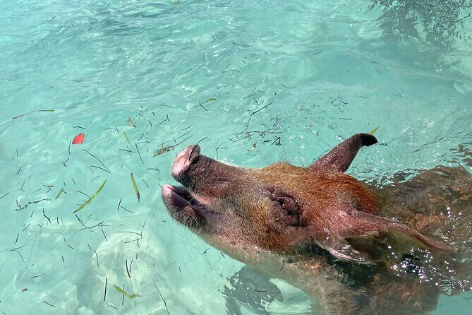 Private Eleuthera Island: Swim With Pigs, Turtles & Stingrays - Key Points