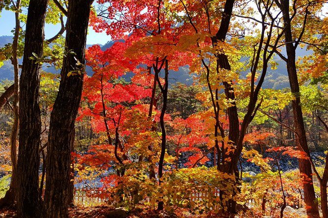 Private English Speaking Driver: Seoraksan & East Sea or Nami Island from Seoul - Exploring South Korea’s Natural Gems with a Private Driver