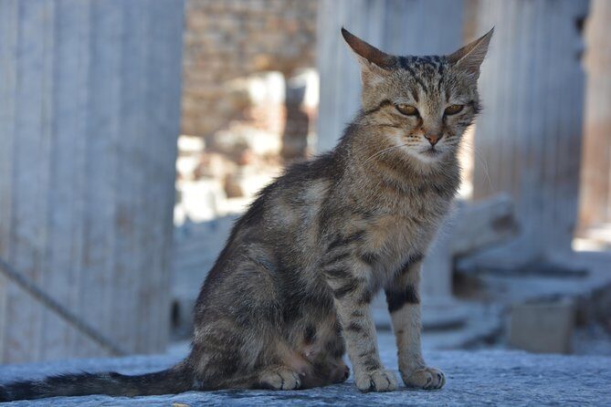 Private Ephesus Shore Excursion - The Sum Up