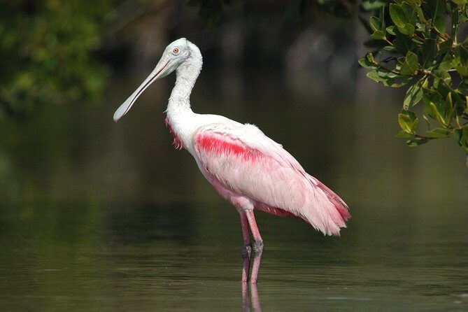 Private Everglades 10,000 Islands Photo and Birding Boat Safari - An In-Depth Look at the Experience