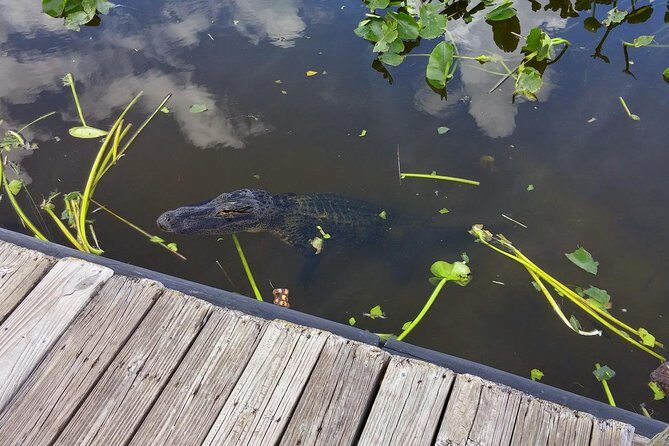 Private Everglades Airboat Tour including hotel pick up and Everglades specialist - Final Thoughts