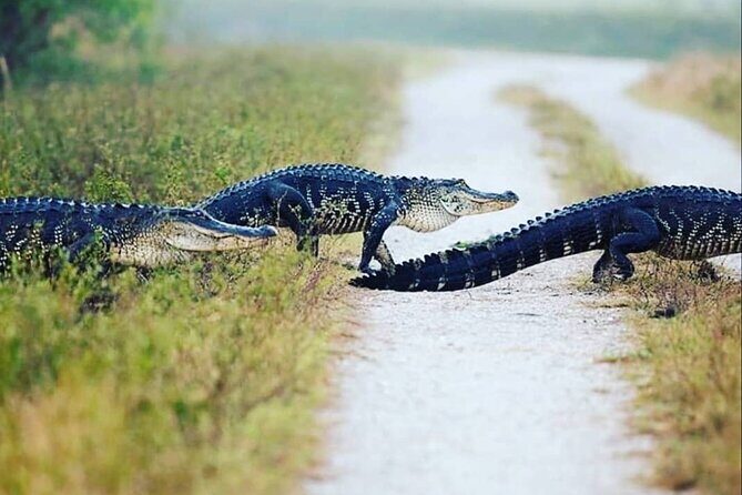 Private Everglades Tour: Explore the Beauty of the Everglades - Key Points