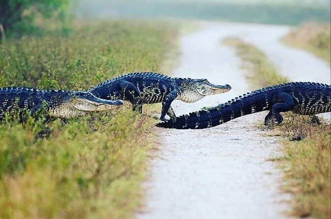 Private Everglades Tour: Explore the Beauty of the Everglades - FAQ