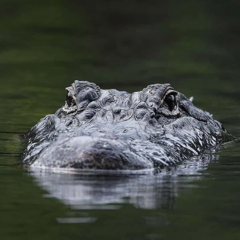 Private Everglades Tour:Explore the Beauty of the Everglades - Key Points