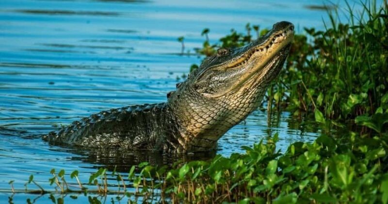 Private Everglades Tour:Explore the Beauty of the Everglades - FAQ