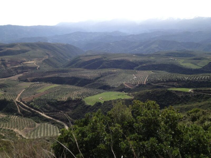 Private Exclusive Manousakis Winery and Vineyard Tour - Discover Crete’s Wine and Scenic Beauty on the Private Manousakis Vineyard Tour