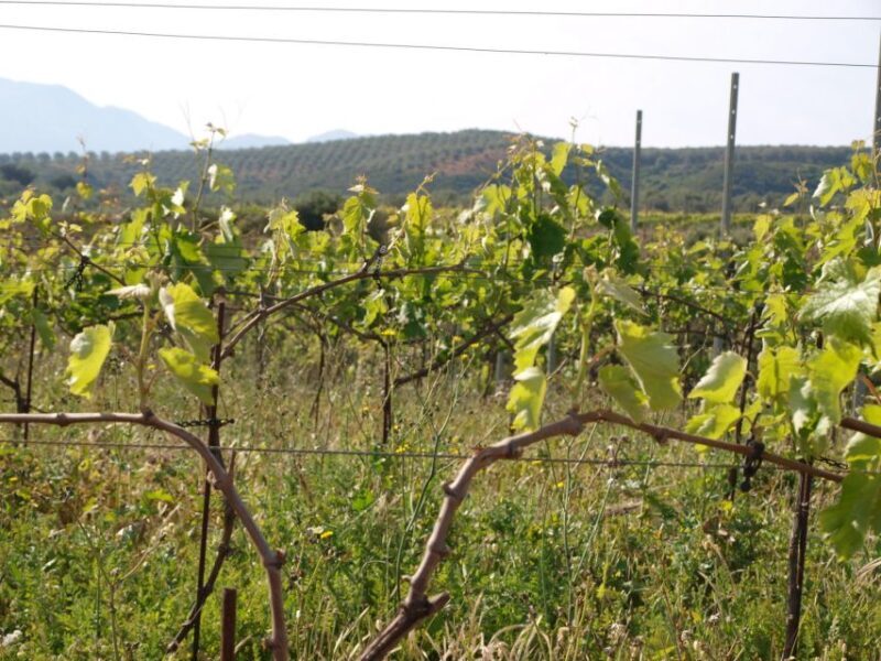 Private Exclusive Manousakis Winery and Vineyard Tour - The Return Journey: Easy and Scenic