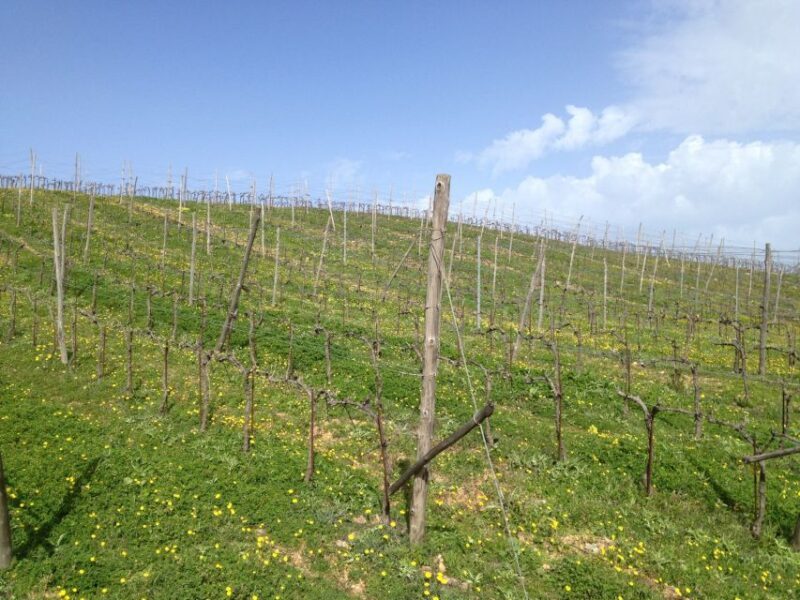 Private Exclusive Manousakis Winery and Vineyard Tour - The Sum Up