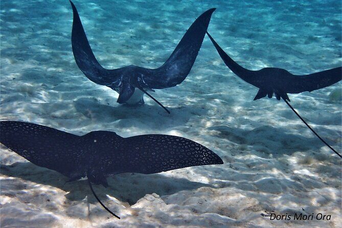 Private excursion Half day Moorea Discovery of the lagoon - In-Depth Review of the Moorea Lagoon Snorkeling Tour