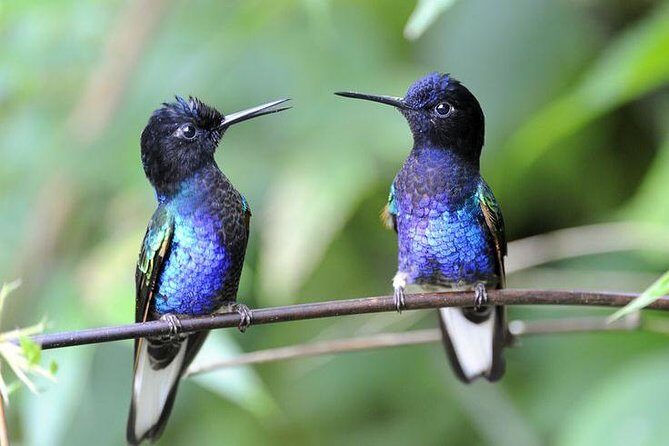 Private Excursion Middle of the World & Hummingbirds Alambi - Key Points