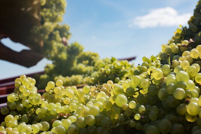 Private excursion to Côte de Beaune and Côte de Nuits (full day) - Who Will Appreciate This Tour?