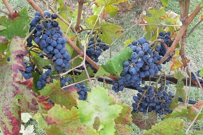 PRIVATE EXCURSION: Volterra & San Gimignano + wine tastings (from Livorno Port) - Overall Value and Practical Considerations