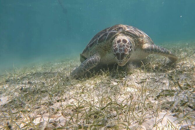 Private Experience in Akumal with Snorkeling - Exploring the Akumal Snorkeling Tour in Detail