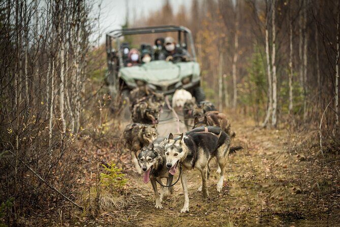 Private Fall Foliage Mushing Cart Ride in Fairbanks - Fairbanks Fall Foliage Mushing Cart Ride: An Authentic Alaska Adventure