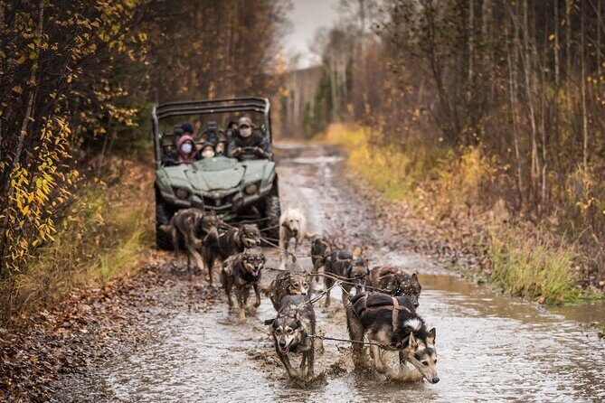 Private Fall Foliage Mushing Cart Ride in Fairbanks - Key Points