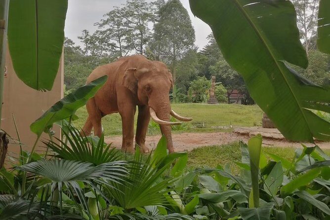 Private Family Day Tour in Guangzhou to Grandview Aquarium and Guangzhou Zoo - Discover the Best of Guangzhou’s Wildlife in One Day