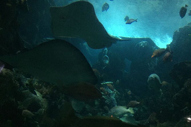 Private Family Day Tour in Guangzhou to Grandview Aquarium and Guangzhou Zoo - Key Points