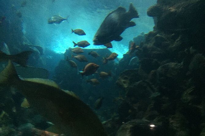 Private Family Day Tour in Guangzhou to Grandview Aquarium and Guangzhou Zoo - Frequently Asked Questions