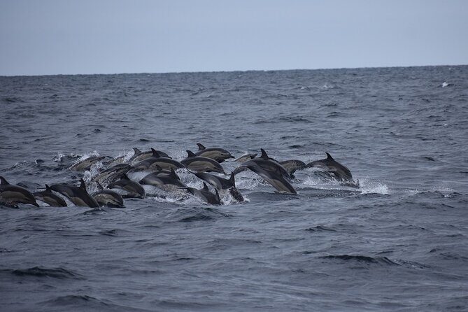 Private Family Dolphin and Whale Tour in Puerto Escondido - Frequently Asked Questions