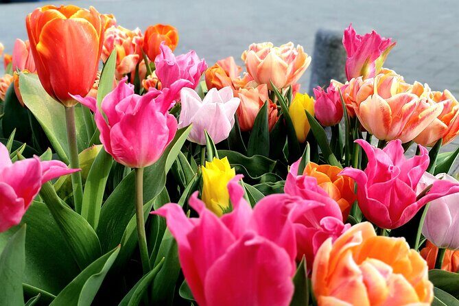 Private Family Walking Tour in Amsterdam - FAQs