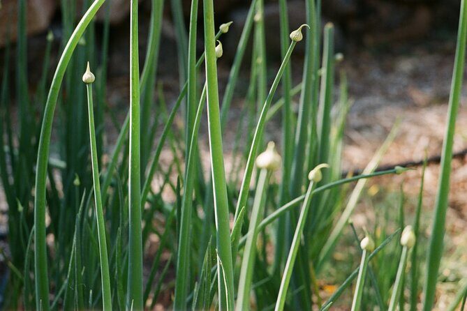 Private Farm Workshop in Napa Valley - Key Points