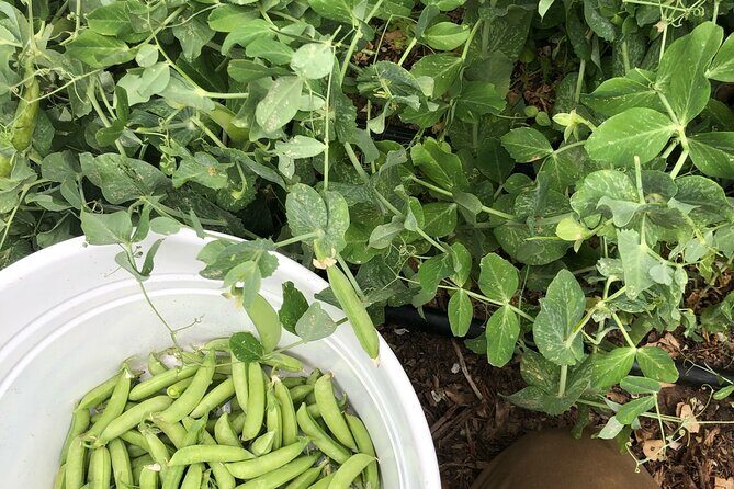 Private Farm Workshop in Napa Valley - FAQ: Private Farm Workshop in Napa Valley