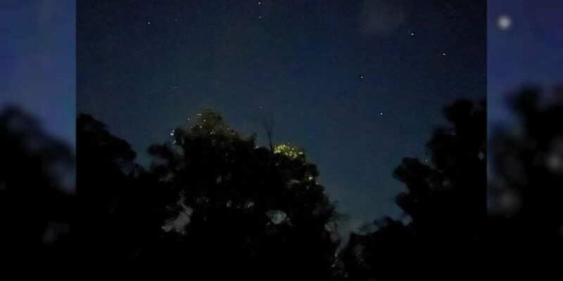 Private Firefly Watching Night Cruise on Bohol Abatan River - Exploring the Private Firefly Watching Night Cruise on Abatan River