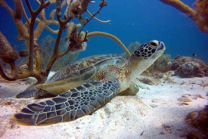 Private First-Time Dive on Arubas Reef and Wreck Site - The Heart of the Experience: Exploring Aruba’s Underwater World