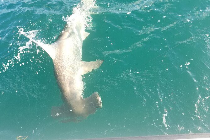 Private Fishing Charter Florida Keys - Final Thoughts: Why Choose This Tour?