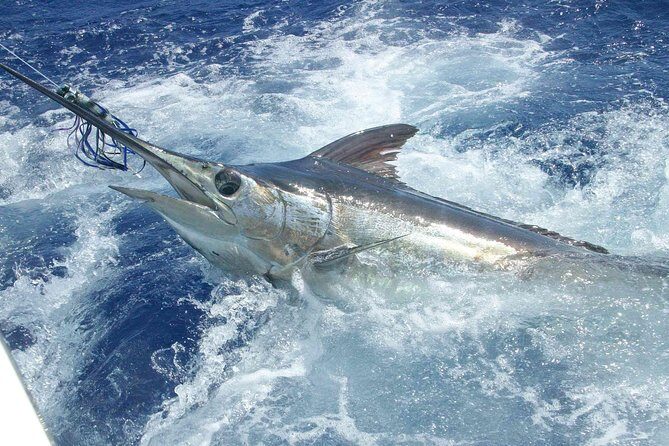 Private Fishing in St Lucia Charters - Key Points
