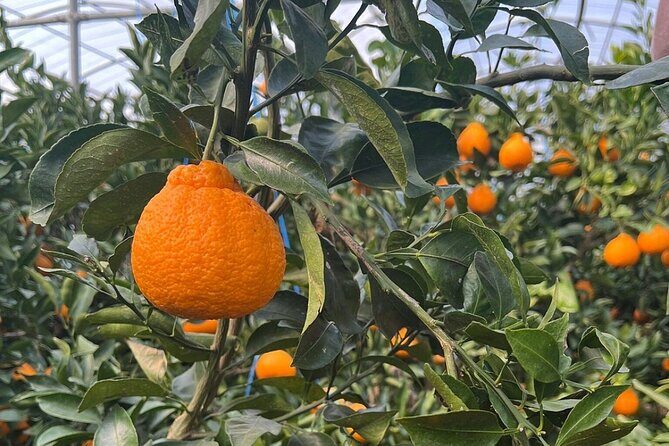 PRIVATE Flexible Tour Cruise Ship international ferry terminal - Exploring Jeju with a Private Guide