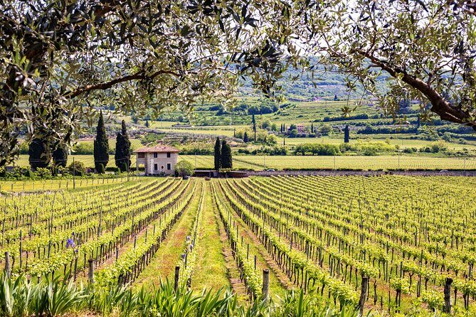 Private Frascati Day Trip With Lunch & Wine Tasting in a Vineyard - What’s Most Valuable for Travelers