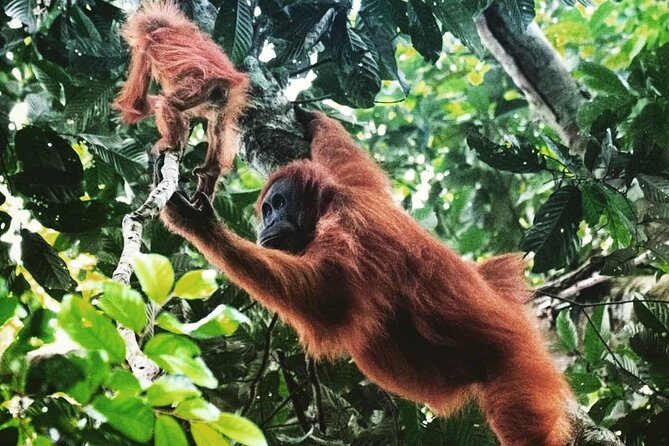 Private Full-Day Bukit Lawang Trekking Tour From Medan - Key Points