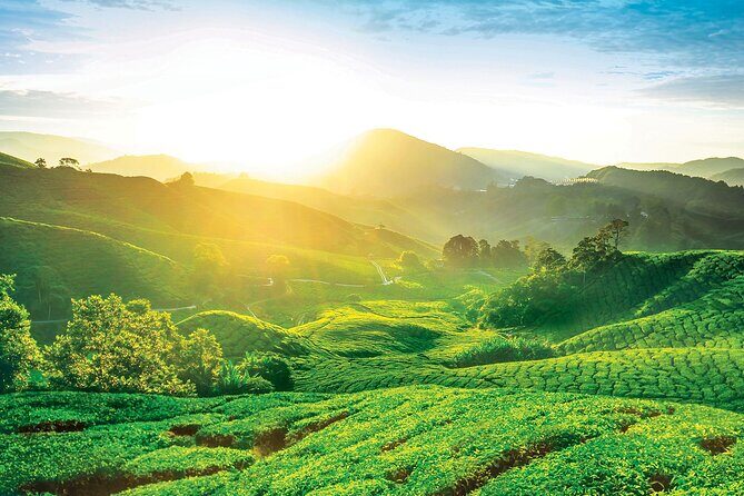 Private Full-Day Cameron Highlands Nature Tour from Kuala Lumpur - Exploring the Cameron Highlands in Depth