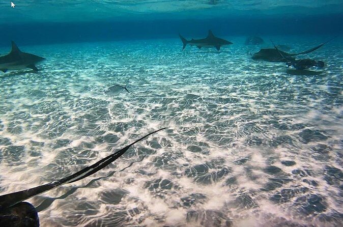 Private Full Day Charter - Stingray City, Starfish Point, Kaibo & Snorkeling - Practical Tips for Your Day on the Water